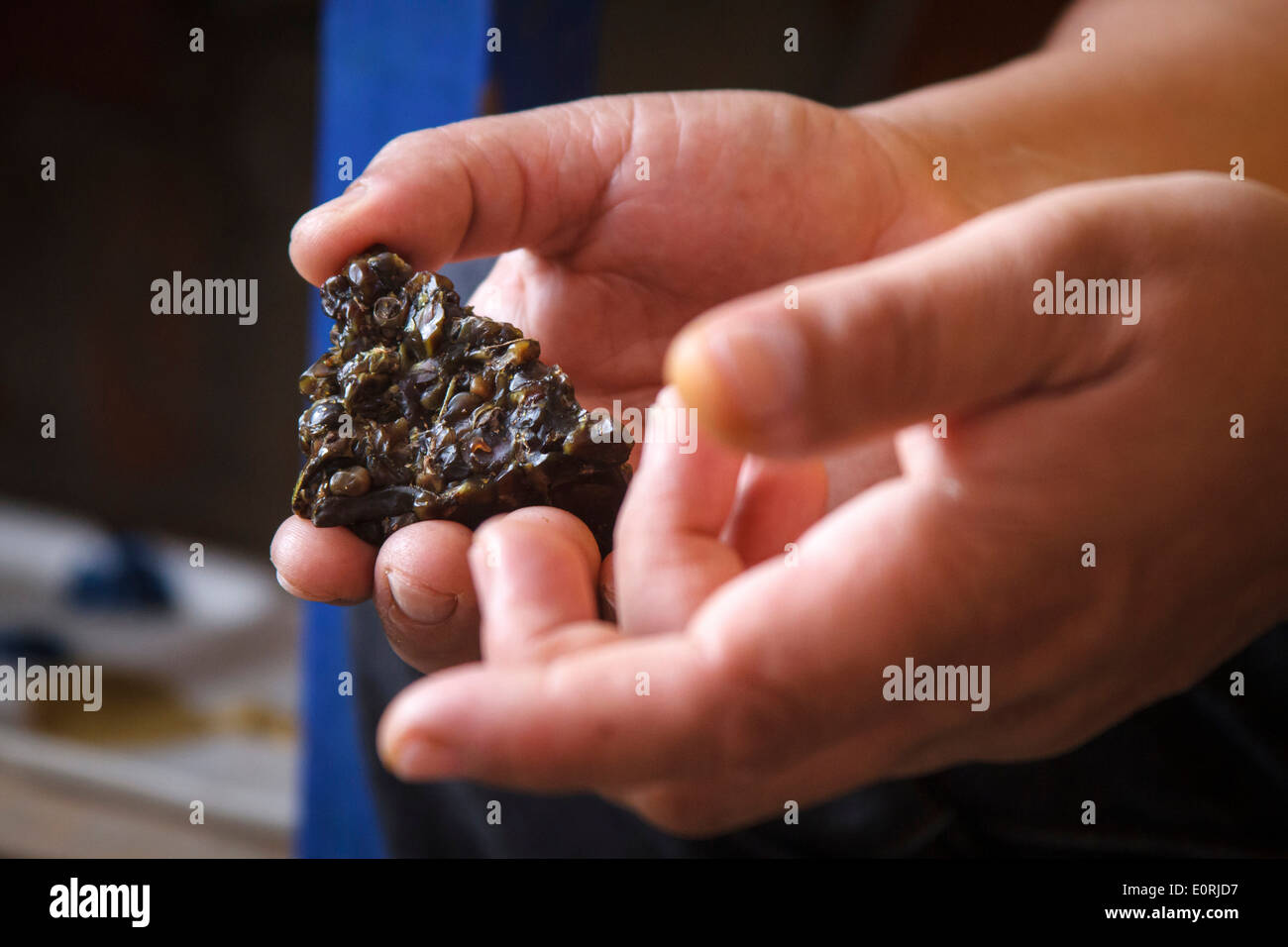 Las manos del artesano mostrando mopamopa resina de árbol. Pasto, Colombia. Foto de stock