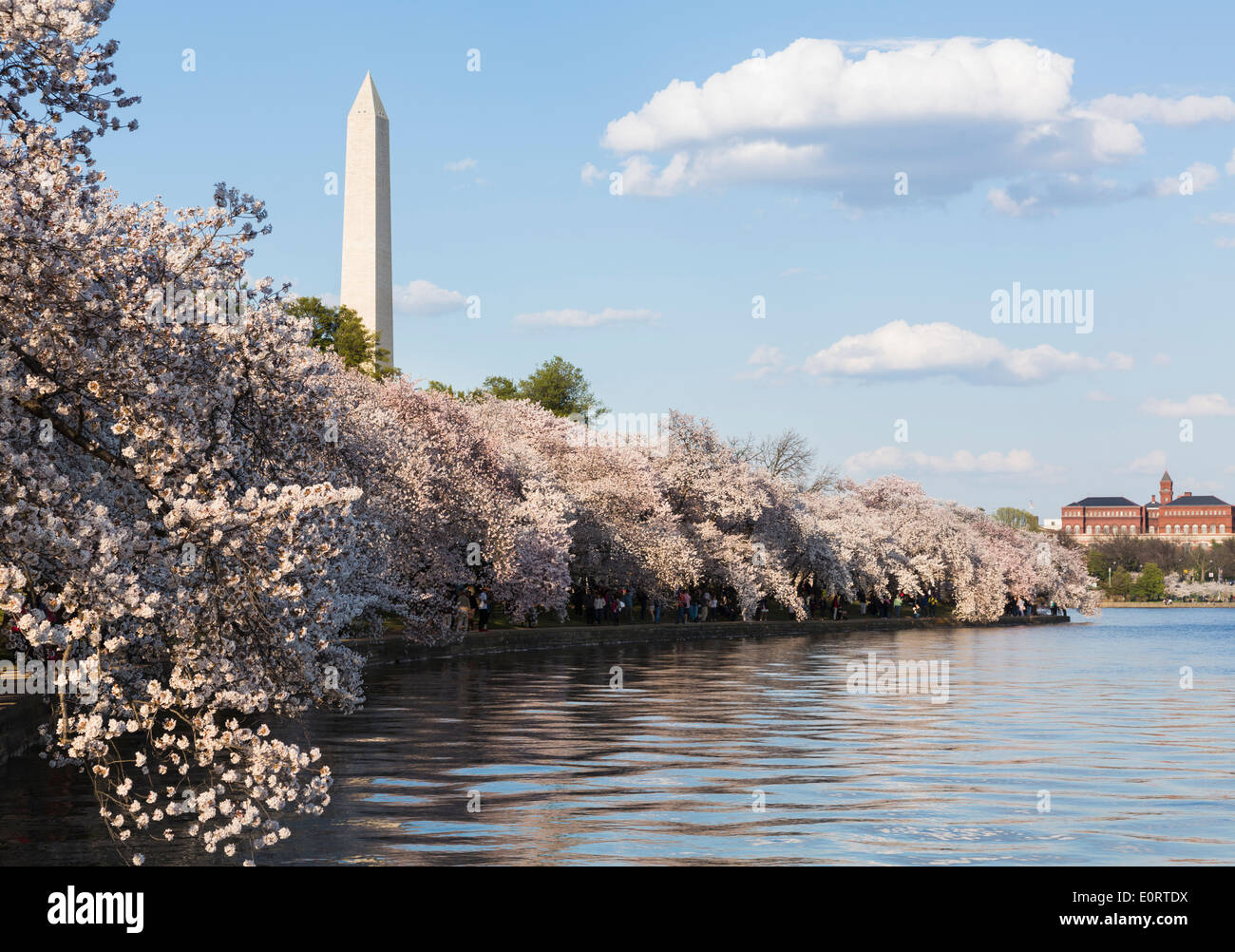 Flor de Cerezo, Tidal Basin y el monumento a Washington en Washington DC, EE.UU. Foto de stock