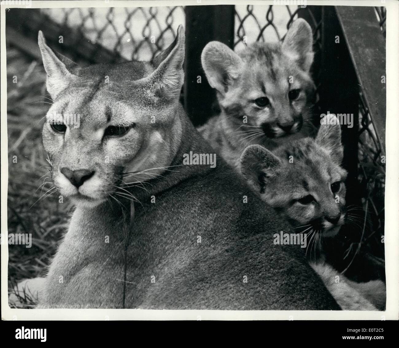 Jul 07, 1960 - 5 semanas de edad gatitos de Puma en Whipsnade Zoo. Una foto  para el álbum familiar. Gatitos gemelos nacieron a Diana el Puma de América  del Sur y