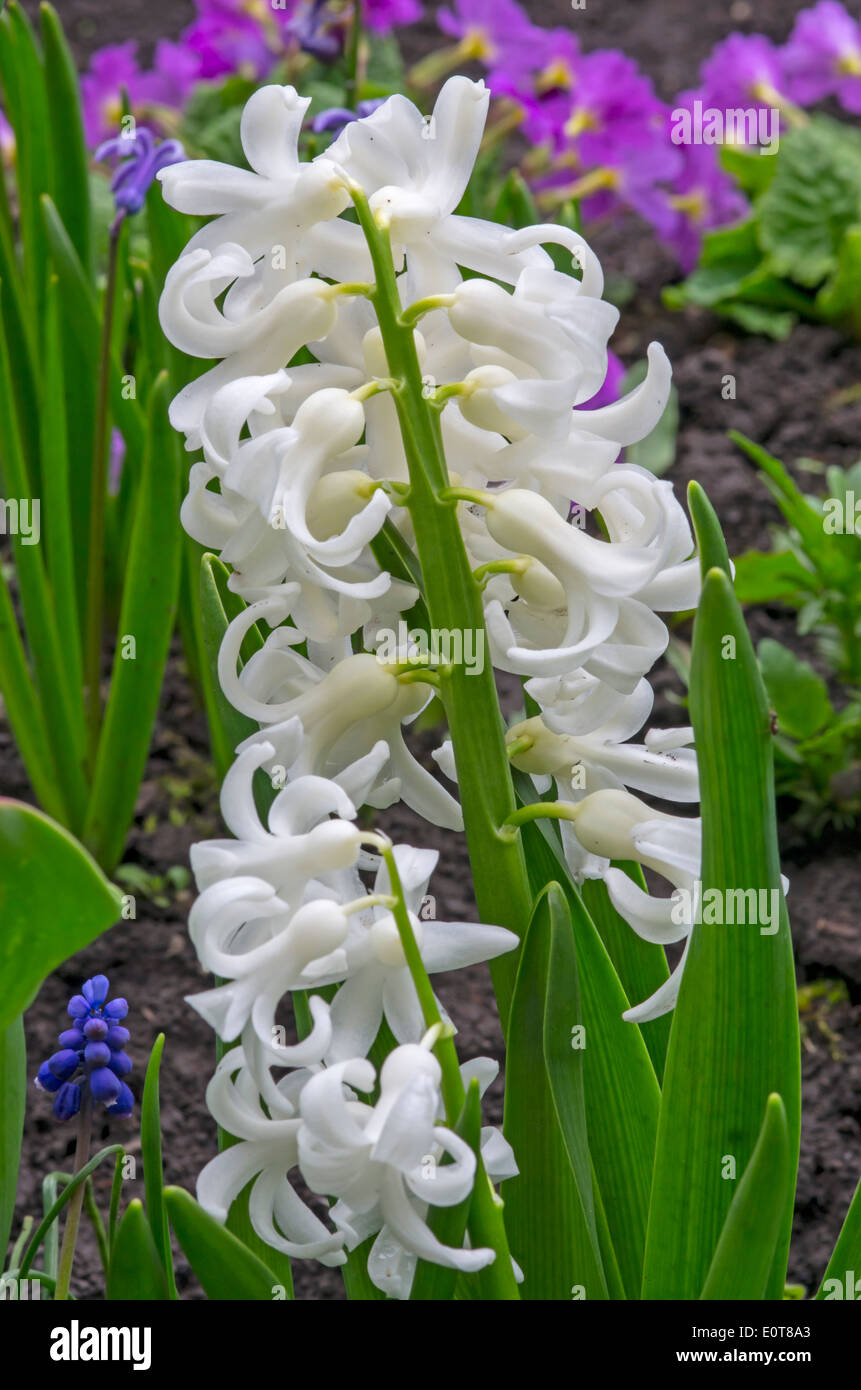 Jacinto blanco flores en el jardín, cerca de la imagen Fotografía de stock  - Alamy