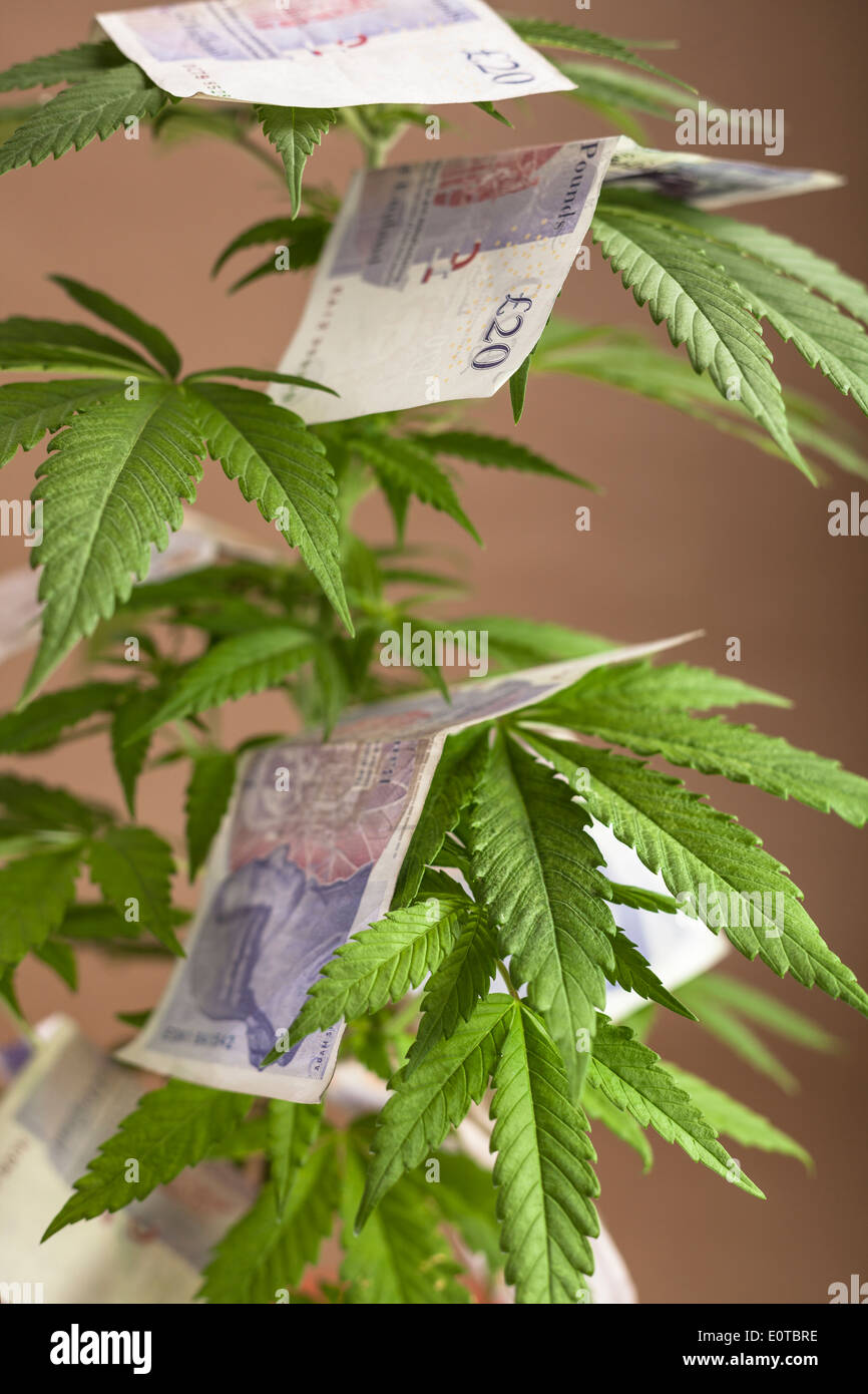 Concepto de negocio de cannabis. La planta de la cannabis con billetes en moneda británica. Foto de stock
