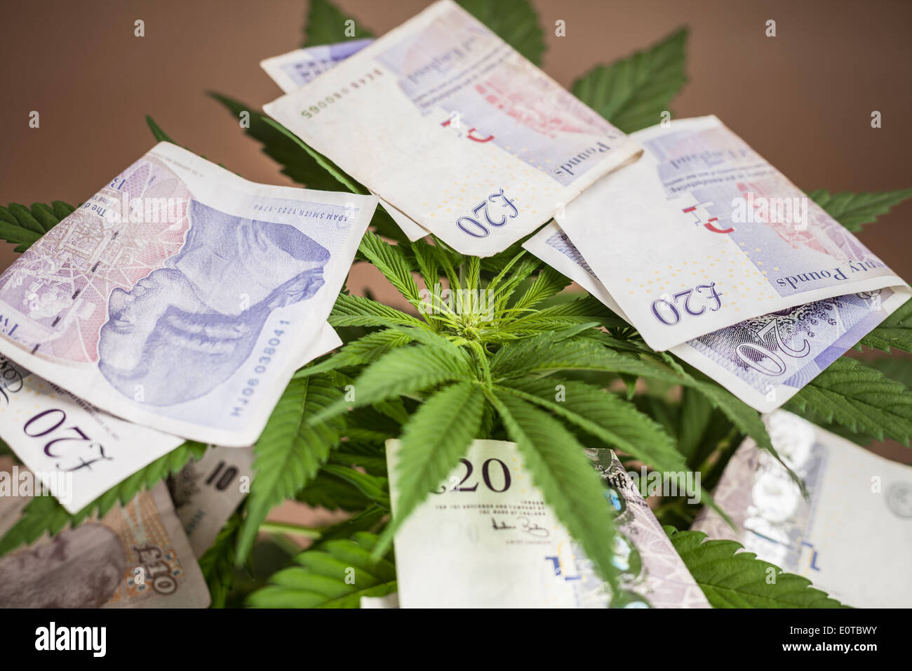 Concepto de negocio de marihuana. La planta de la cannabis con billetes en moneda británica. Foto de stock