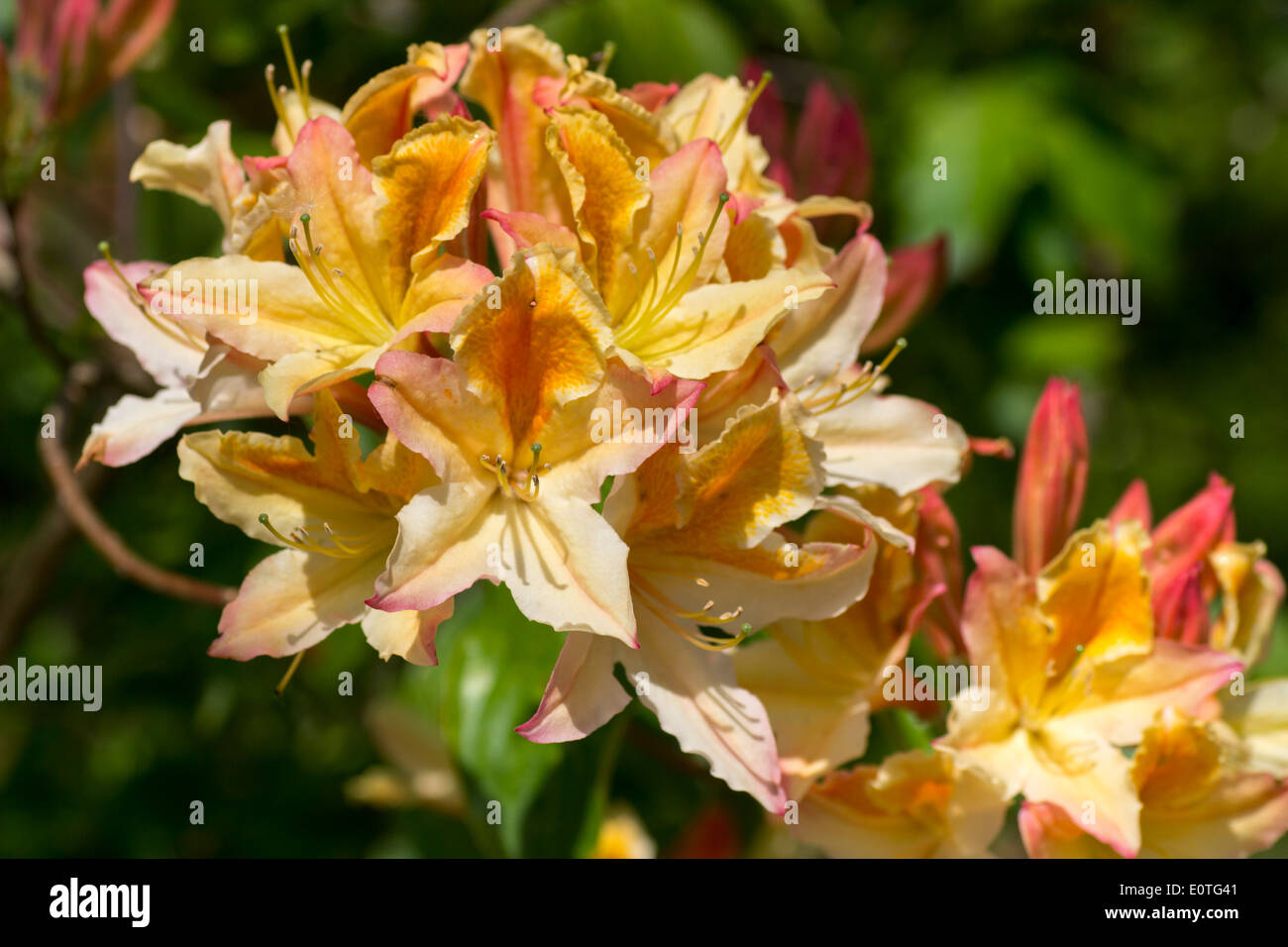 Las flores de las azaleas caducifolias, Rhododendron 'Gloriosa' Foto de stock