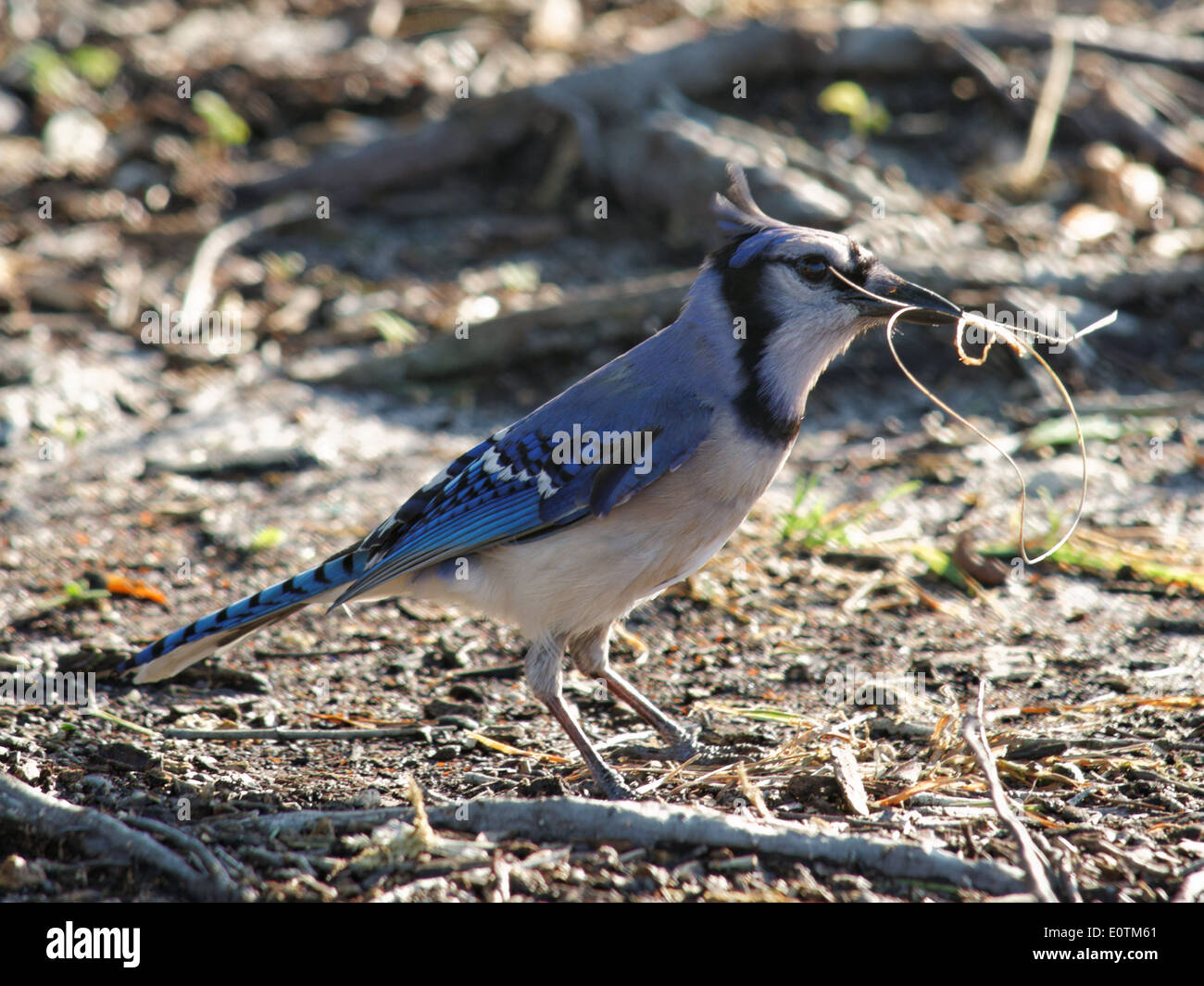 Blue Jay Nest Fotos E Imagenes De Stock Alamy