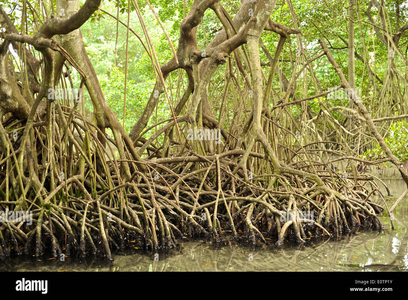 La Laguna Gri-Gri, cerca de la aldea de pescadores de Río San Juan. Foto de stock