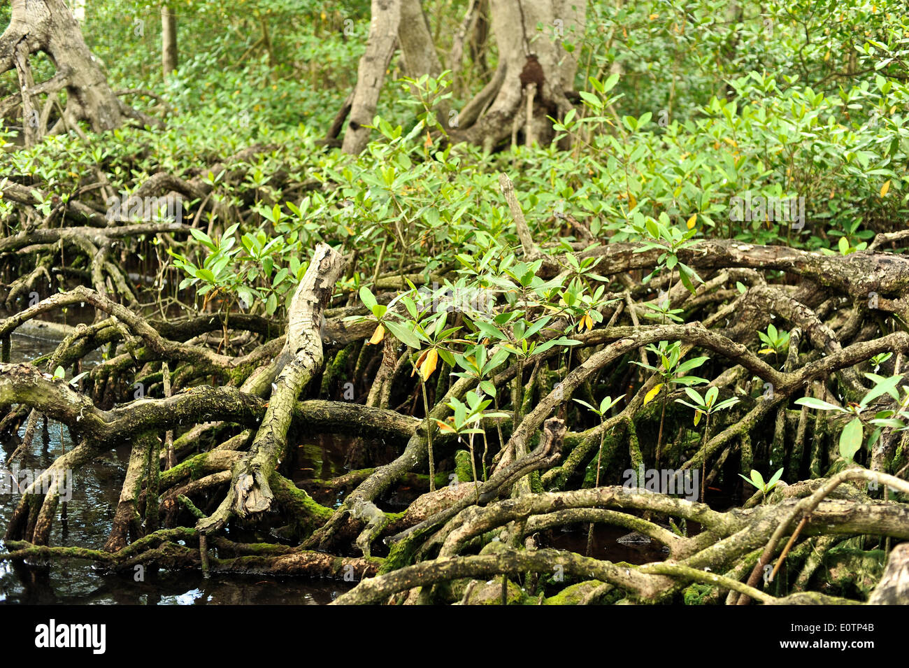 La Laguna Gri-Gri, cerca de la aldea de pescadores de Río San Juan. Foto de stock