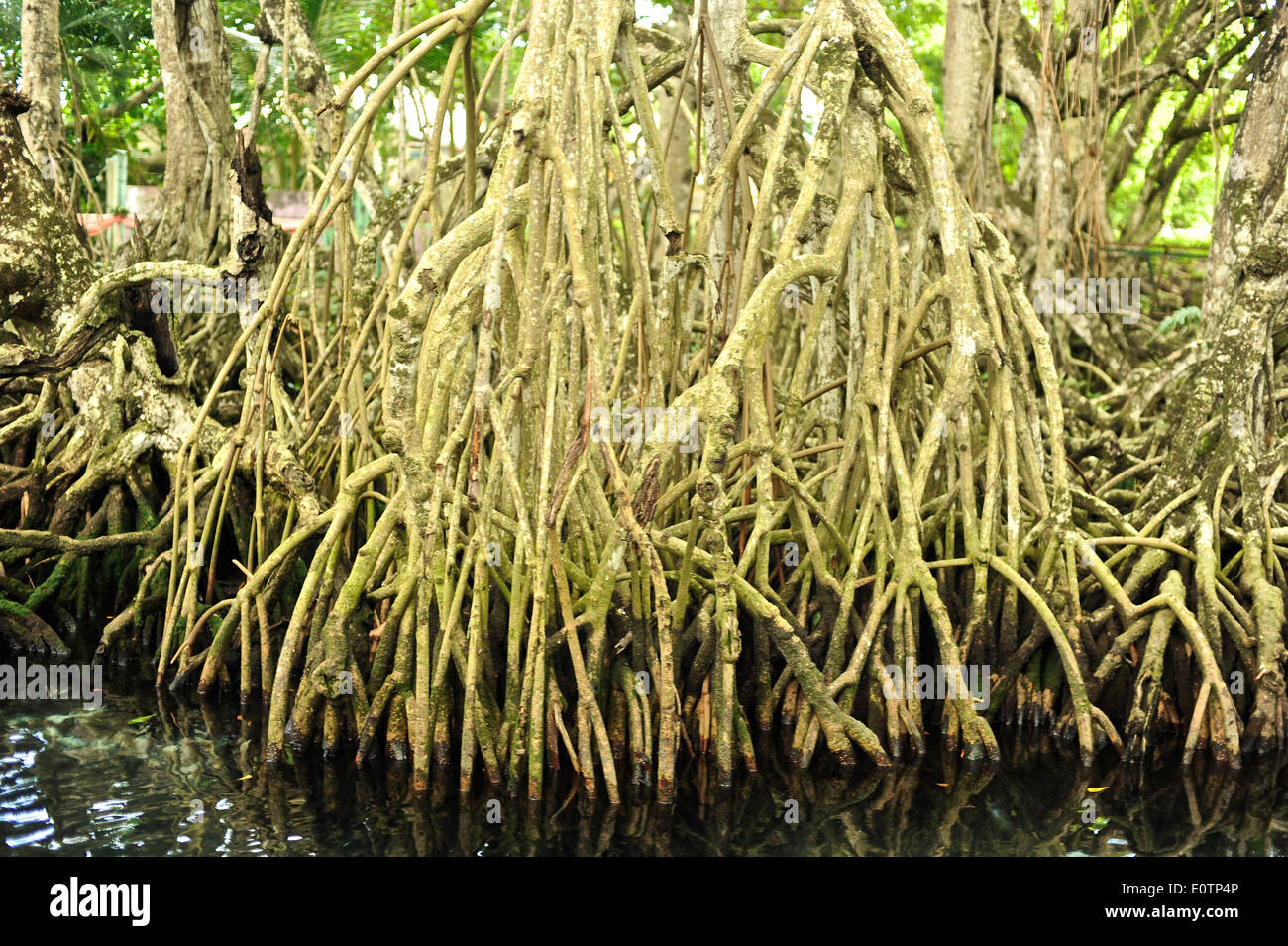 La Laguna Gri-Gri, cerca de la aldea de pescadores de Río San Juan Foto de stock