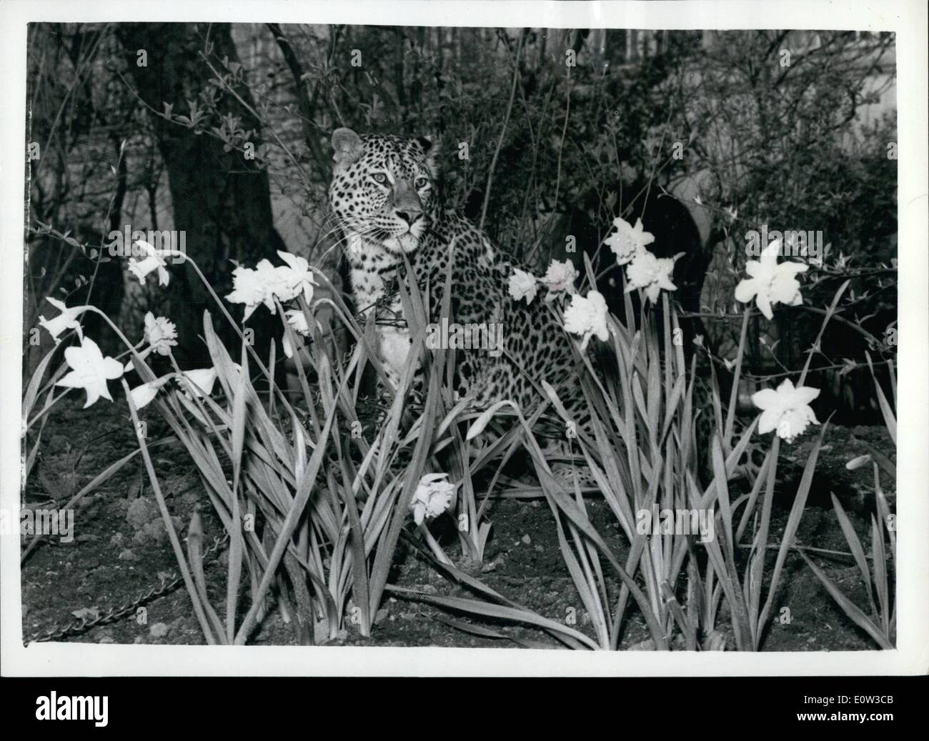 Marzo 03, 1961 - Los leopardos y los narcisos.: Richard Hudnut, hoy dio un cóctel oarty en el hotel Savoy, para presentar algunos de sus últimos lociones para el cabello, etc, que tienen nombres como "TIGER LILY', 'Midnight Panther', 'Brown Jaguar", etc, el invitado principal, aunque no hayan sido invitados a la fiesta, fue 'Gran Jefe horrible ruido", un completo crecido Leopard. La foto muestra un 'Gran Jefe horrible ruido", es retratada en el terraplén jardines con un primer plano de primavera de narcisos. Foto de stock