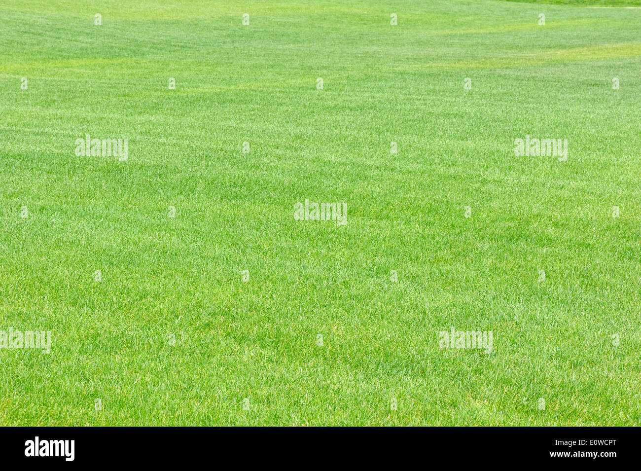 Plana de césped cortado, la textura de la hierba verde. Foto de stock