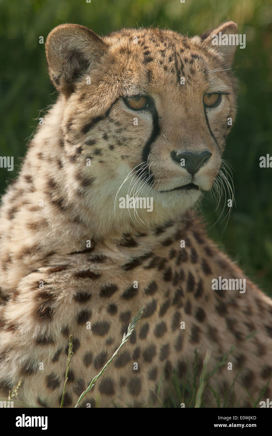 Foto de un majestuoso cheetah macho Foto de stock