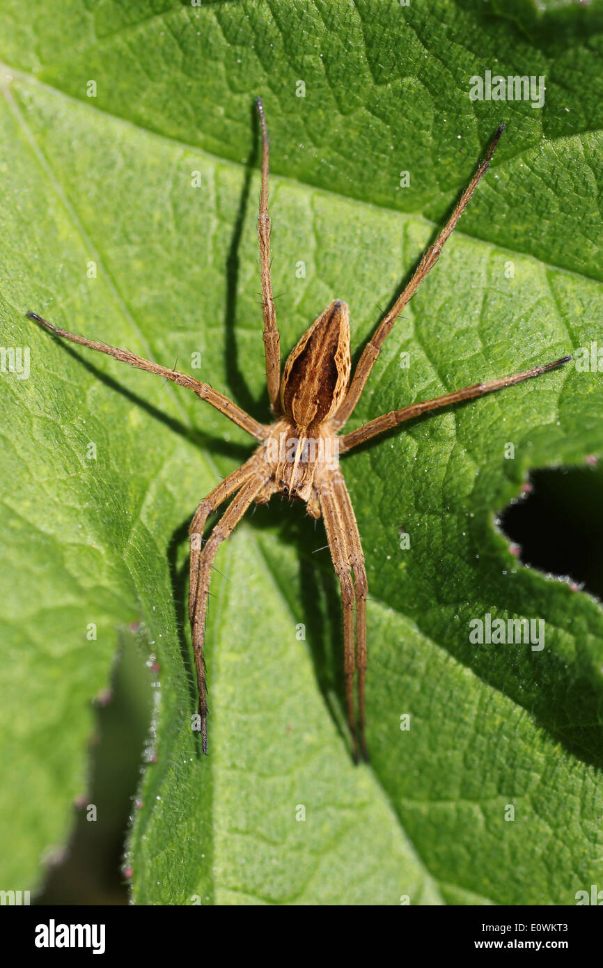 La araña de tela de vivero Pisaura mirabilis Foto de stock