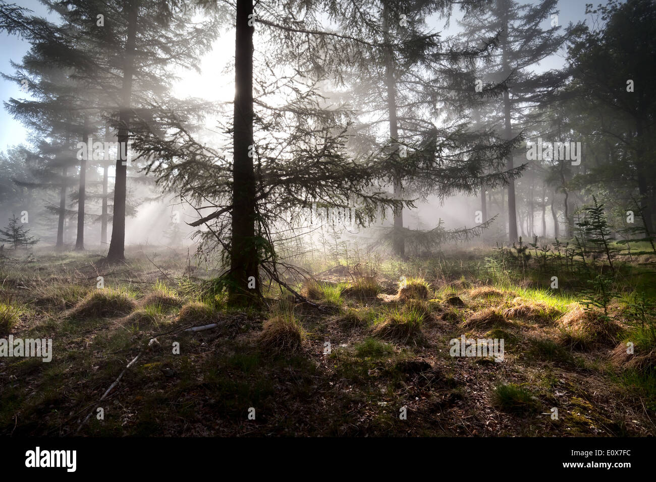 Rayos de sol por la mañana brumoso bosque de coníferas, Drenthe, Países Bajos Foto de stock