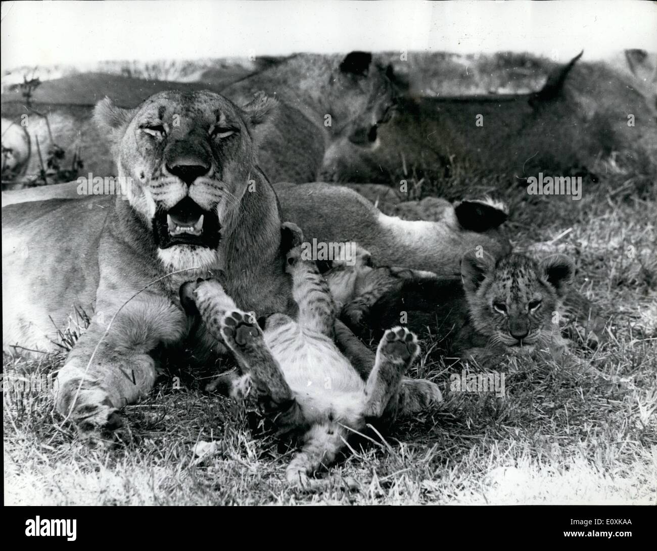 Marzo 03, 1967 - Escena Nacional entre los leones en el Parque Nacional de Nairobi.: un encantador estudio de una leona y sus cachorros- tomadas en el Parque Nacional de Nairobi, que está a sólo cinco minutos en coche del centro de Nairobi. Foto de stock