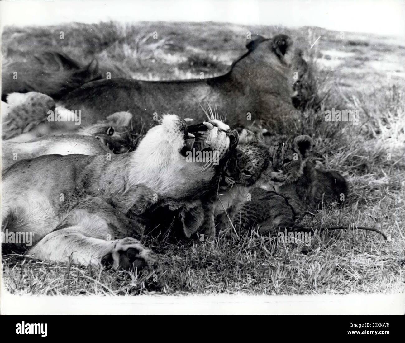 Marzo 14, 1967 - Escena Nacional entre los leones en el Parque Nacional de Nairobi: un encantador estudio de una leona y sus cachorros, tomada en el parque nacional de Nairobi, que está a sólo cinco minutos en coche del centro de Nairobi, Kenya. Foto de stock