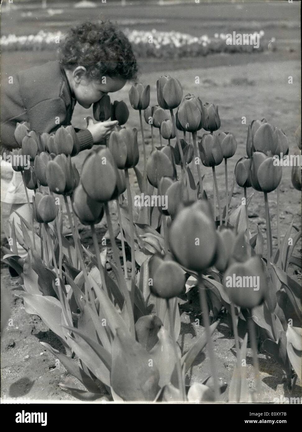 04 de abril 1968 tulip show gonesse fotografías e imágenes de alta resolución Alamy