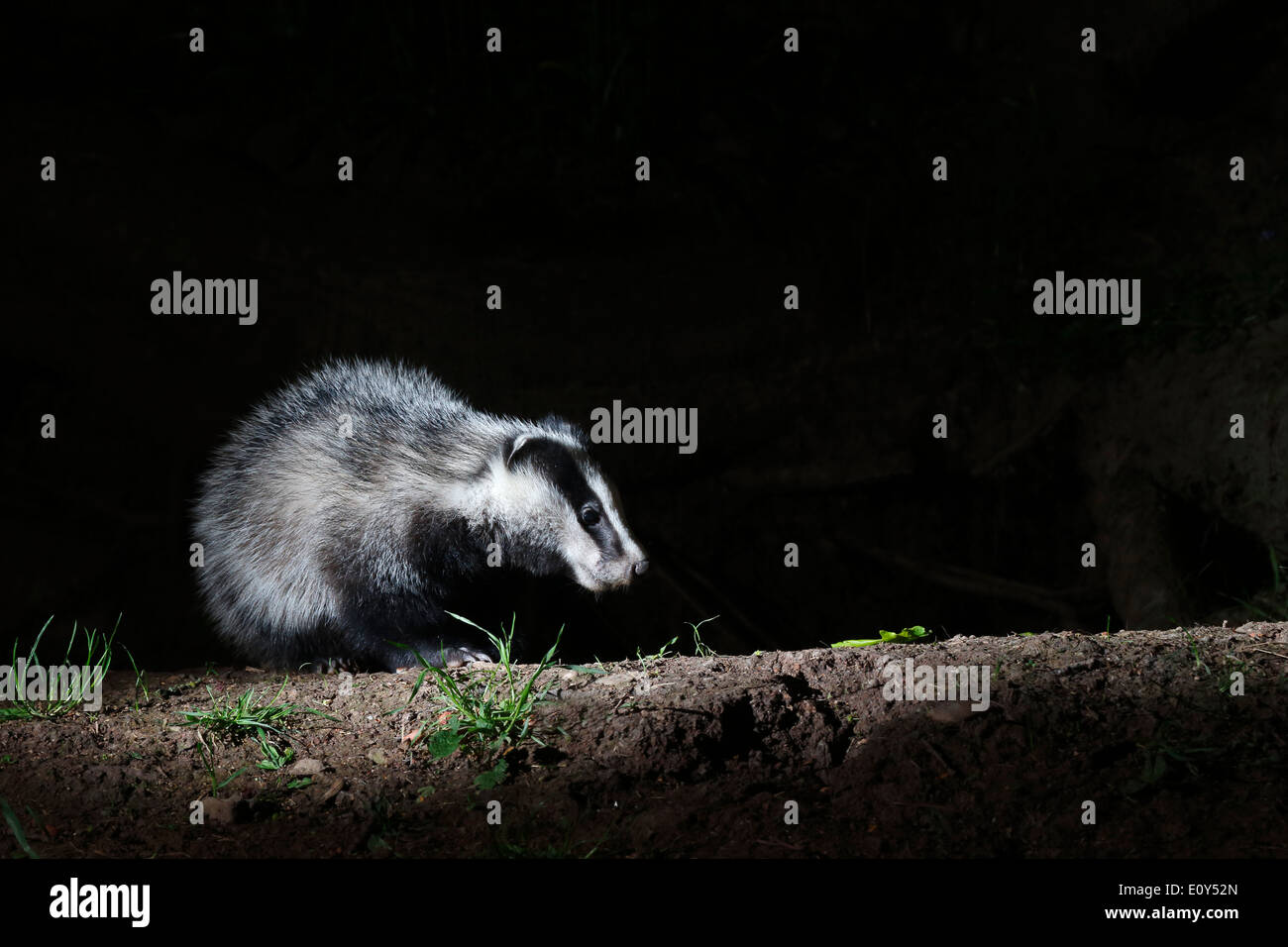 Badger, Meles meles, único mamífero en conjunto, Warwickshire, mayo de 2014 Foto de stock