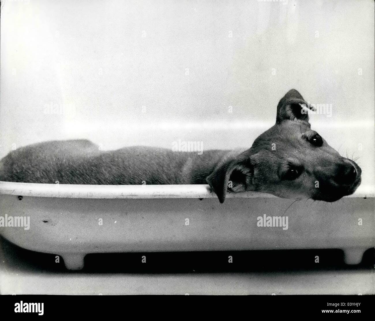 Se abrió la clínica de ayuda de 000 perreras en fotografías e imágenes de  alta resolución - Alamy