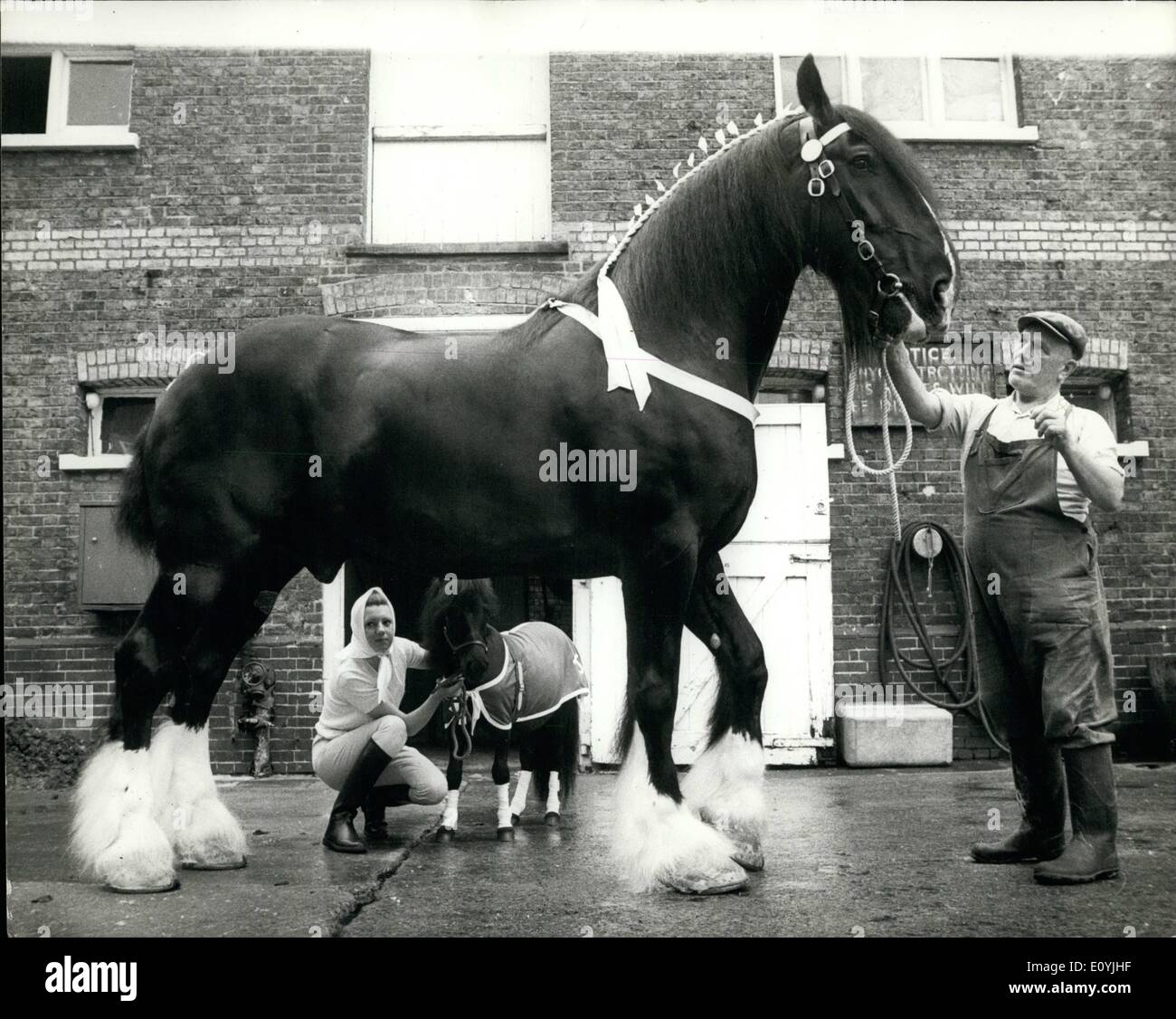 Jul 07, 1970 - El largo y corto de él: ''Robert'', el caballo de shire Young's Brewery, quién es el caballo más alto en Gran Bretaña Foto de stock