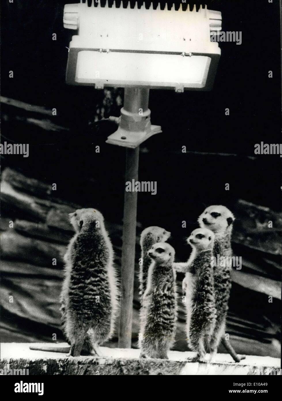 Febrero 18, 1972 - Que bueno de ellos... Estos meerkats en Frankfurt Zoo, quienes no suelen aventurarse a salir de su agujero durante el invierno, descubrió que el recién instalado proyectores halógenos proporcionó suficiente ''calor'' para atraerlos a un 'ONU-bañarse'' - y parece un caso de ''te veré bajo el foco" Foto de stock