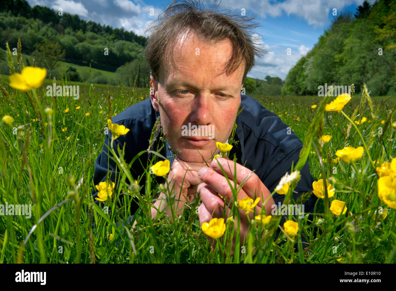 Farmer John Lewis-stempel ha escrito un libro sobre prados y es visto en Herefordshire campo rodeado por ranúnculos.uk Foto de stock