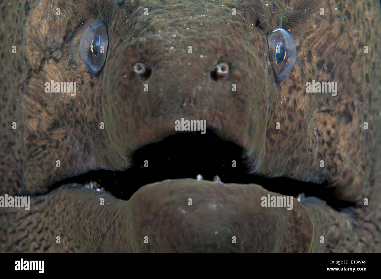 Retrato de anguilas morenas gigantes, Egipto (Gymnothorax javanicus) Foto de stock