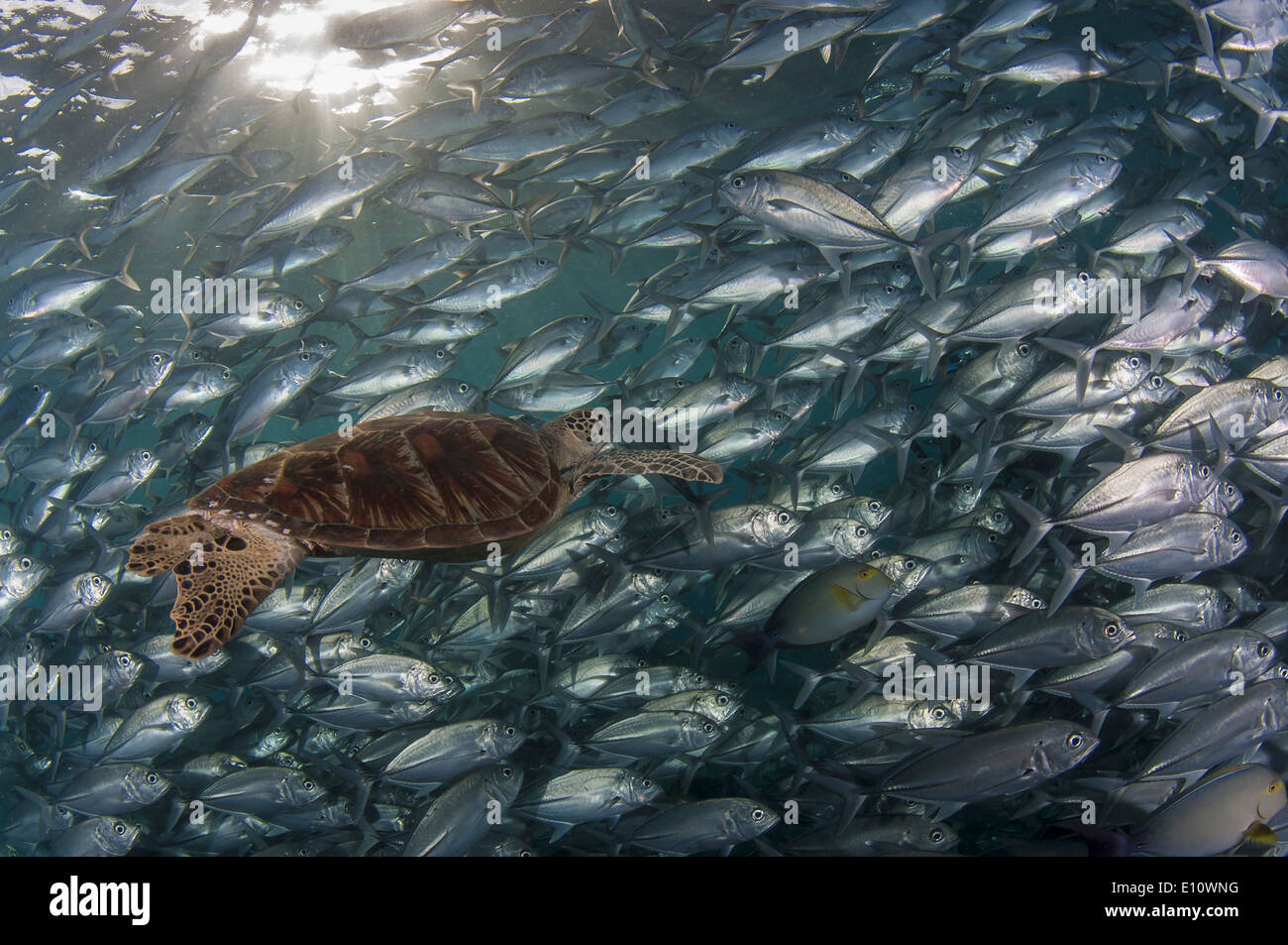 Una tortuga de mar verde cubierto por Big-eye Trevally, Malasia (Chelonia mydas), (Caranx sexfasciatus) Foto de stock