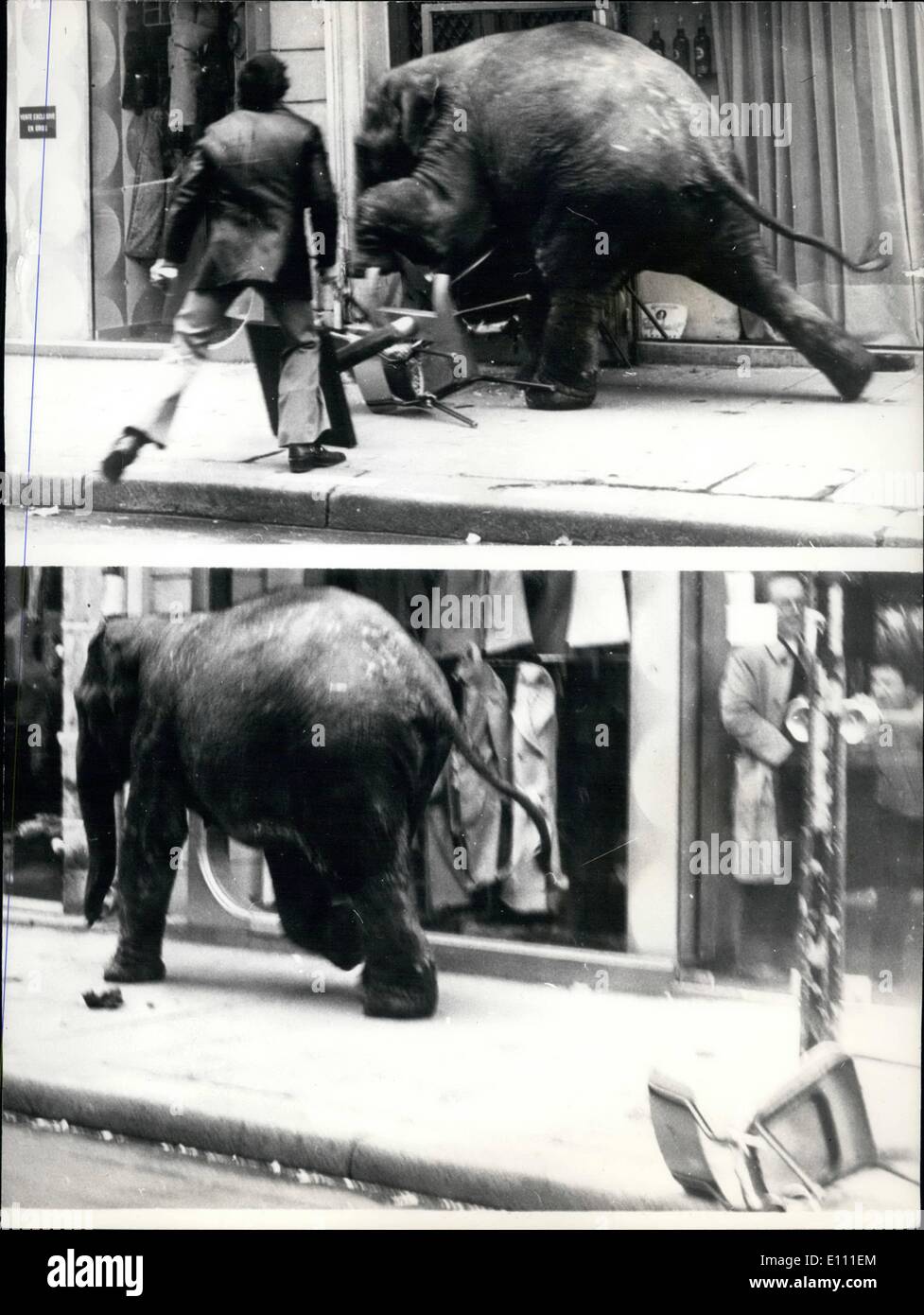 Enero 01, 1975 - El elefante en el rampage en París.: La escena en París cuando un elefante joven de la ciudad del circo de invierno escapó mientras se ejerce por su entrenador y corrió por las calles salvajes, durante la cual se rompieron varios escaparates antes de ser finalmente capturado. Afortunadamente nadie resultó herido. Foto de stock