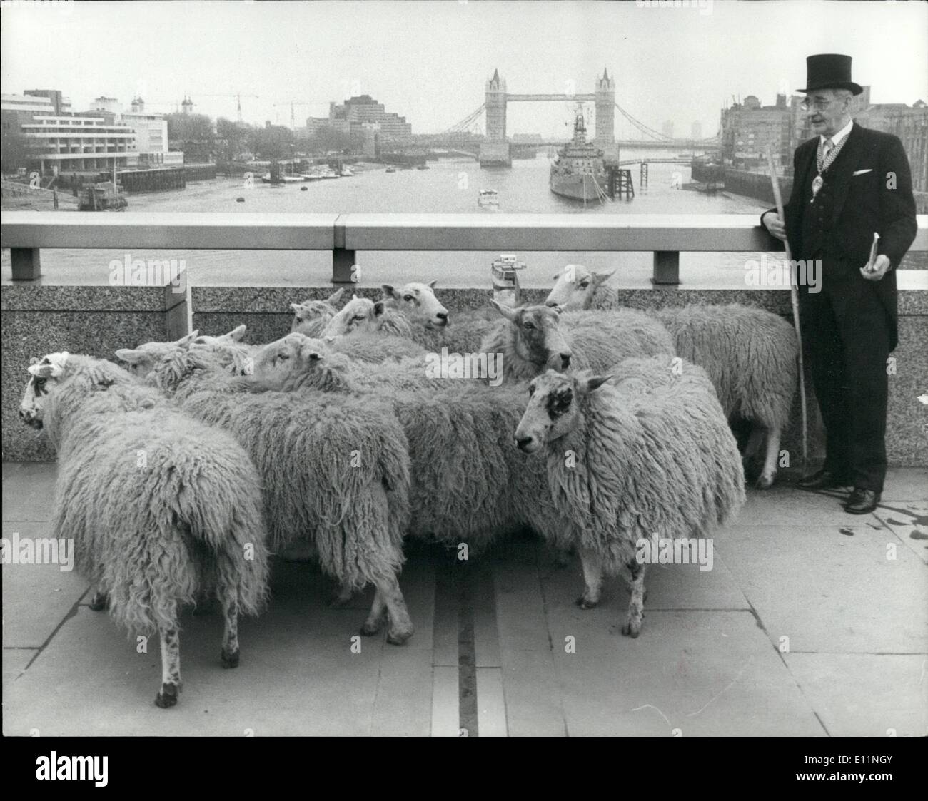 Abril 04, 1979 - GLC Presidente conduce un rebaño de ovejas en el puente de Londres; el Sr. Harold Mote, Presidente del Greater London Council, conducía un rebaño de ovejas cruzando el Puente de Londres en el día de ayer. Porque fue recientemente otorgó la libertad de la ciudad de Londres y uno de los privilegios asociados con esto es poder conducir ovejas en la ciudad durante el Puente de Londres, así como un gesto de gratitud y de mostrar que la libertad significa algo ejerció el antiguo privilegio. La foto muestra el Sr. Foto de stock