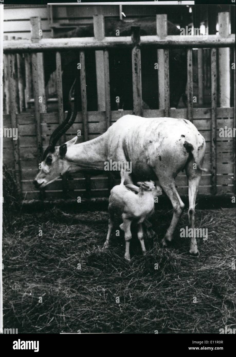 Septiembre 09, 1979 - Addax primero nacido en Japón.: un bonito aspecto addax bebé nació en Gumma Safari Park, al norte de Japón.Los herbívoros, como international disignated animales protegidos, ahora a un total de diez por cola en el país con esta nueva esquina. Cuando estaba en el nacimiento, la criatura era bastante pequeño, con un peso de sólo 500 g y mide 35 cm; es, sin embargo, crecen hasta ser un cornudo whopper de 2 metros de longitud y 130 kg de peso. Principalmente Addaxs rondan los desiertos africanos en estado salvaje Foto de stock