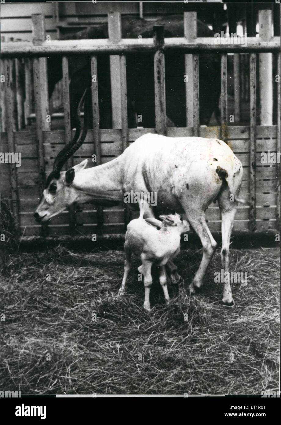 Septiembre 09, 1979 - Addax Frist nacido en Japón.: un bonito aspecto addax bebé nació en Gumma Safari Park, al norte de Japón. La herbivors, designado como internacional de animales protegidos, ahora a un total de diez por cola en el país con esta nueva - comer. Cuando estaba en el nacimiento, la criatura era bastante pequeño, con un peso de sólo 500 g y mide 35 cm; será, sin embargo, crecen hasta ser un cornudo whopper de 2 metros de longitud y 130 kg de peso. Principalmente Addaxs rondan los desiertos africanos en estado salvaje Foto de stock