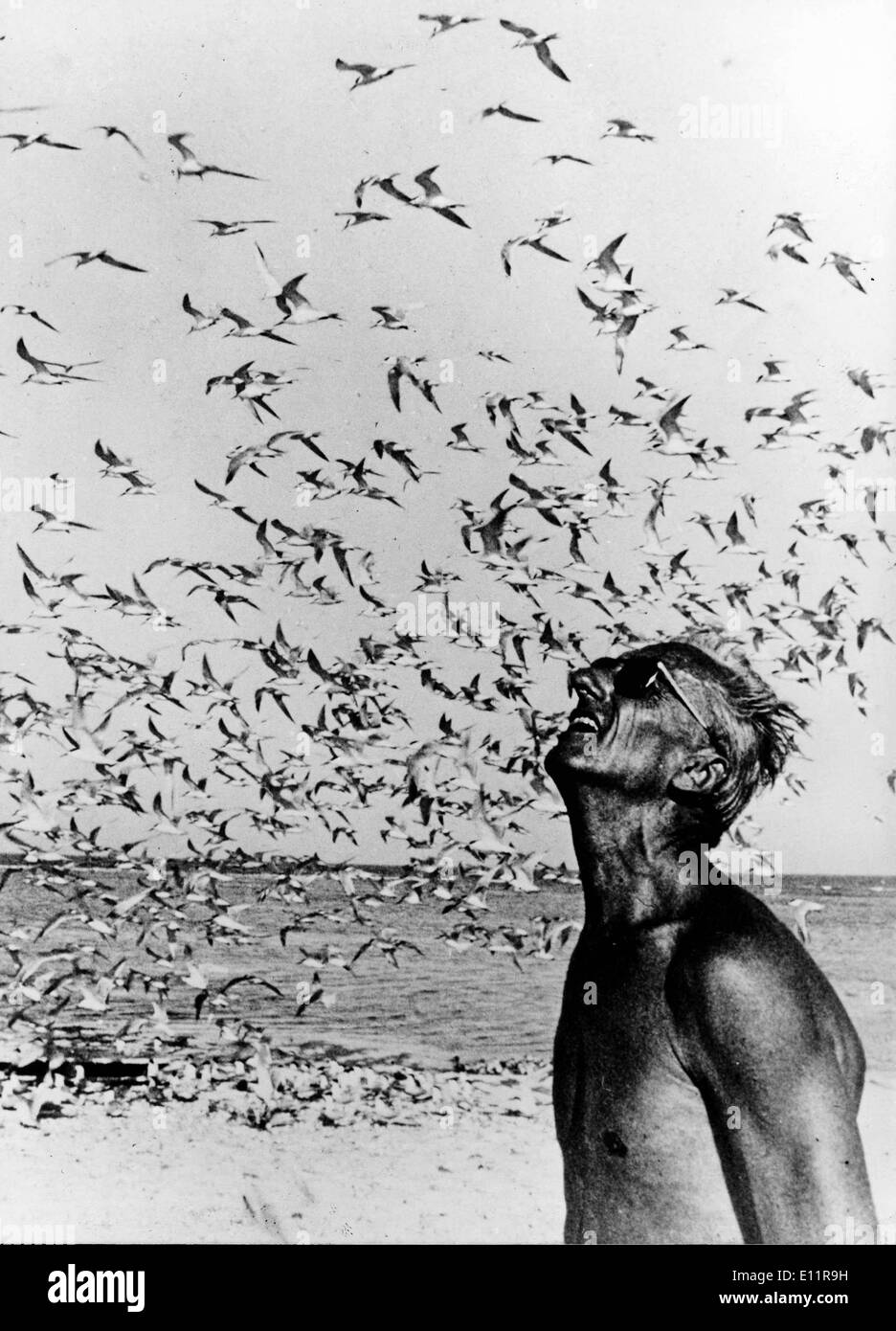 Jan 01, 1980 - desconocido - (Foto de archivo, c1970's, ubicación desconocida) Jacques Yves Cousteau fue un oficial naval francés, explorador, ecologista, cineasta, científico, fotógrafo e investigador que estudió el mar y todas las formas de vida acuática. Él co-desarrollado el aqua-lung, pionera en la conservación de los recursos marinos. Foto: Jacques Yves Cousteau y una bandada de gaviotas. Foto de stock