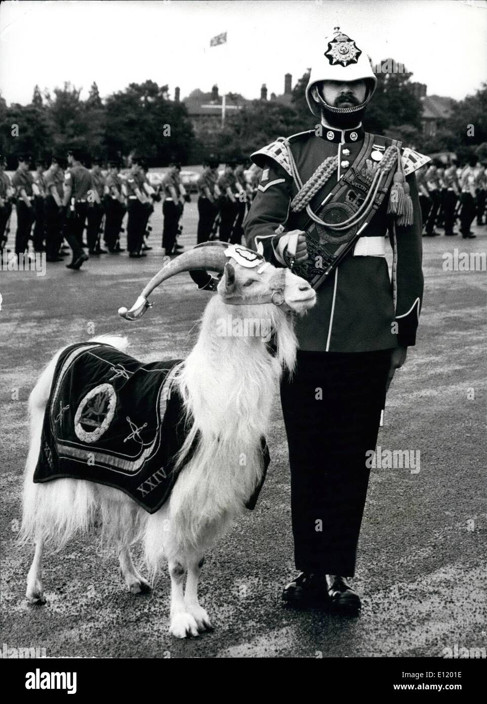 Jul 07, 1981 - Ensayo por parte del regimiento Real de Gales para la boda real: Taffy, la mascota del regimiento de cabra Kaehmir blanco Foto de stock