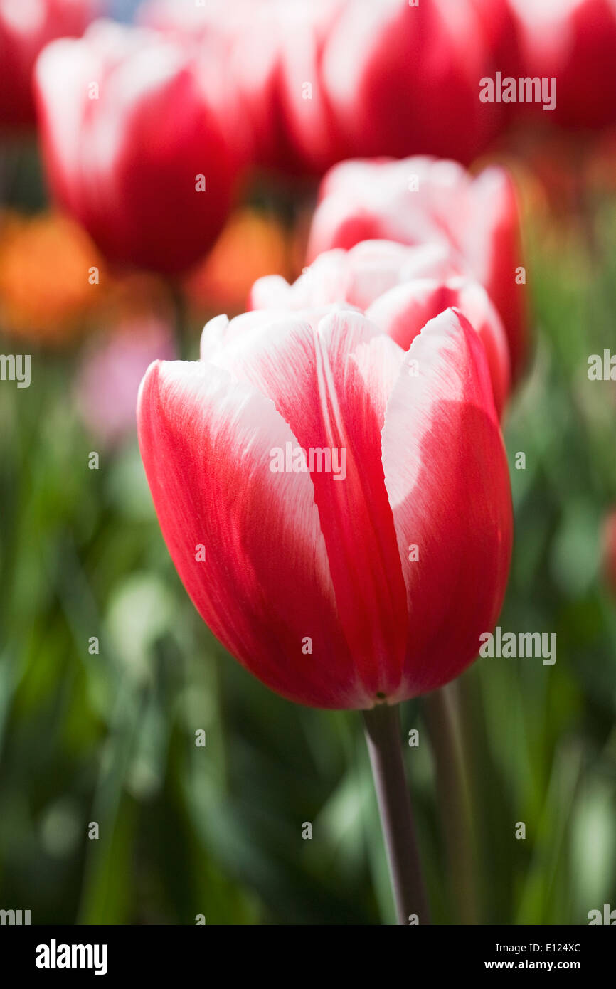 Tulipa "atemporal". Tulipanes rojos y blancos en un jardín de primavera. Foto de stock