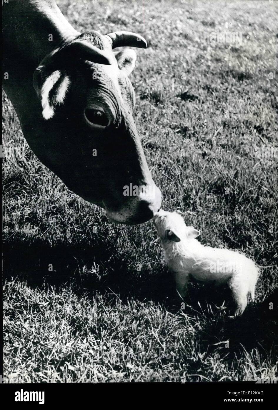 El 24 de febrero, 2012 - Kiss de fragmento: ''Blackberry'' la vaca es lo suficientemente grande como para comer poco ''Snippet'' el perro, pero esa es la última cosa que iba a hacer. A pesar de su tamaño, ella y el cachorro son los mejores amigos en la granja en Rickmansworth donde viven. Foto de stock