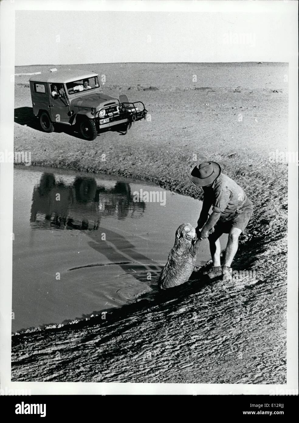 Febrero 25, 2012 - Muere la oveja sacó no infestar el agua Foto de stock