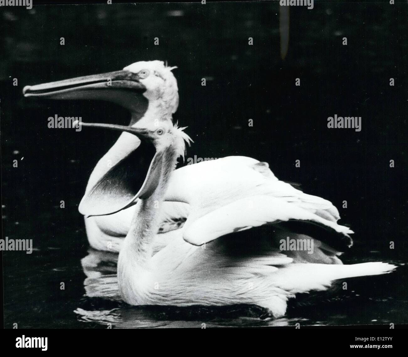 El 25 de febrero, 2012 - Yaurning; Pelican con su pico abierto, quizás hace una verdad de lo dicho, Su boca tiene más de su vientre. Foto de stock