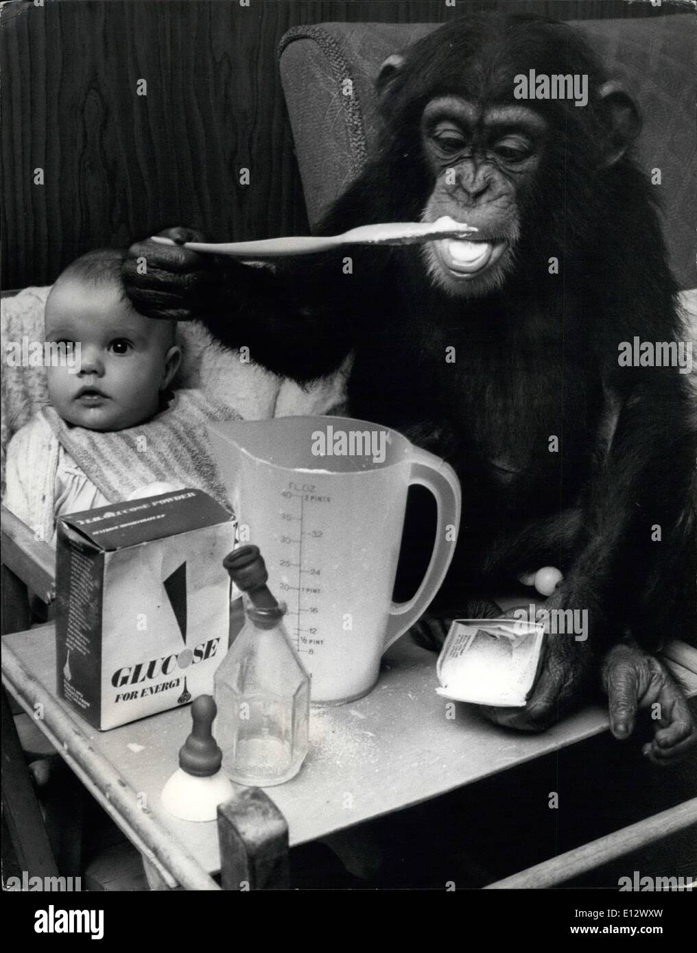 El 25 de febrero, 2012 - LAS COMIDAS PUEDE SIGNIFICAR MONKEY BUSINESS: Todo niño cuya familia vive en un zoo es cierta para involucrarse en algún tipo de negocio de mono en algún momento u otro. Y desde Judy, un chimpancé de dos años Southam Granja Zoológico en Warwickshire, se mudó con el Sr. y la Sra. Leslie garras - sus 6 mes de edad-nieta Tracey-Jane ha encontrado que la vida está llena de monkey business. Para Judy ha desarrollado un interés definido en el biberón y hace una excelente ''Nana'' para jóvenes Tracey-Jane. 4. Después de mezclar la comida Judy lo intente. Sólo para asegurarse de su perfecto para Tracey-Jane. Foto de stock