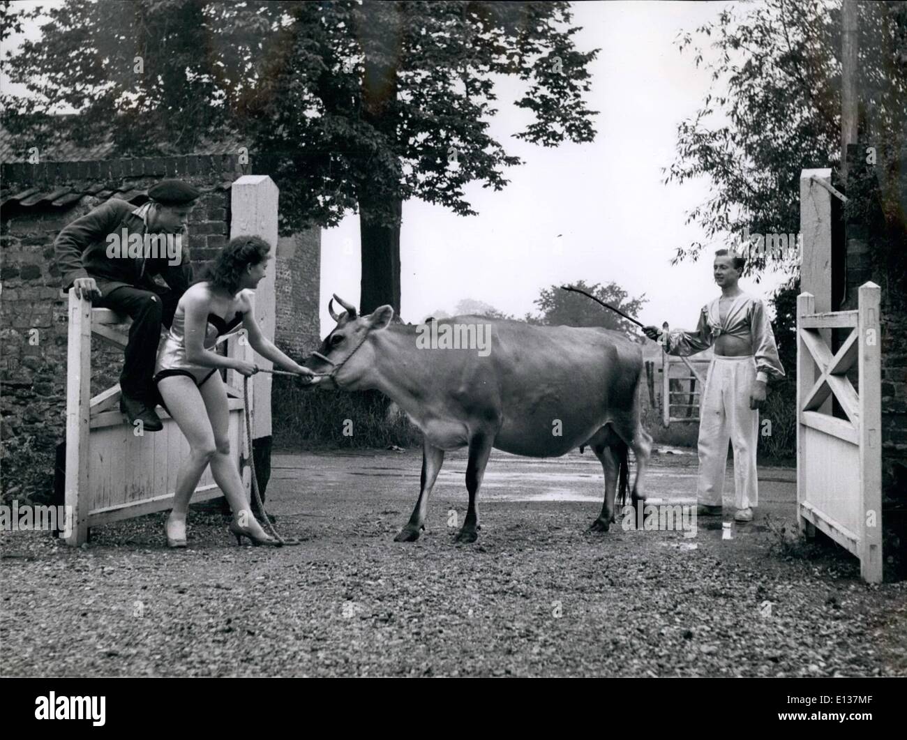 Febrero 29, 2012 - Peter y Margaret tratar de persuadir a la belleza, la vaca, para que vengan a ver su ensayo en los campos. Foto de stock