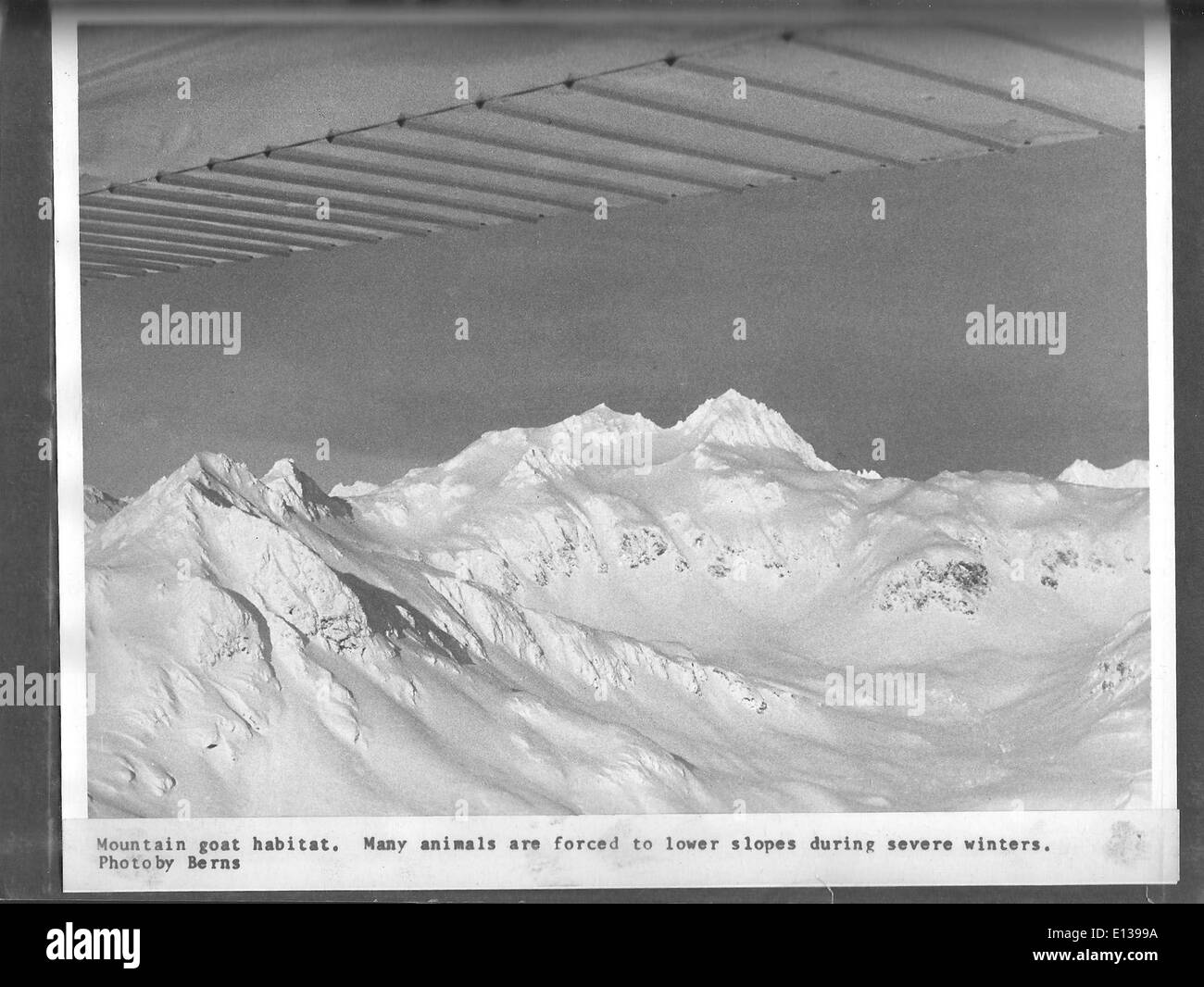 (1968) hábitat de cabra de montaña Foto de stock