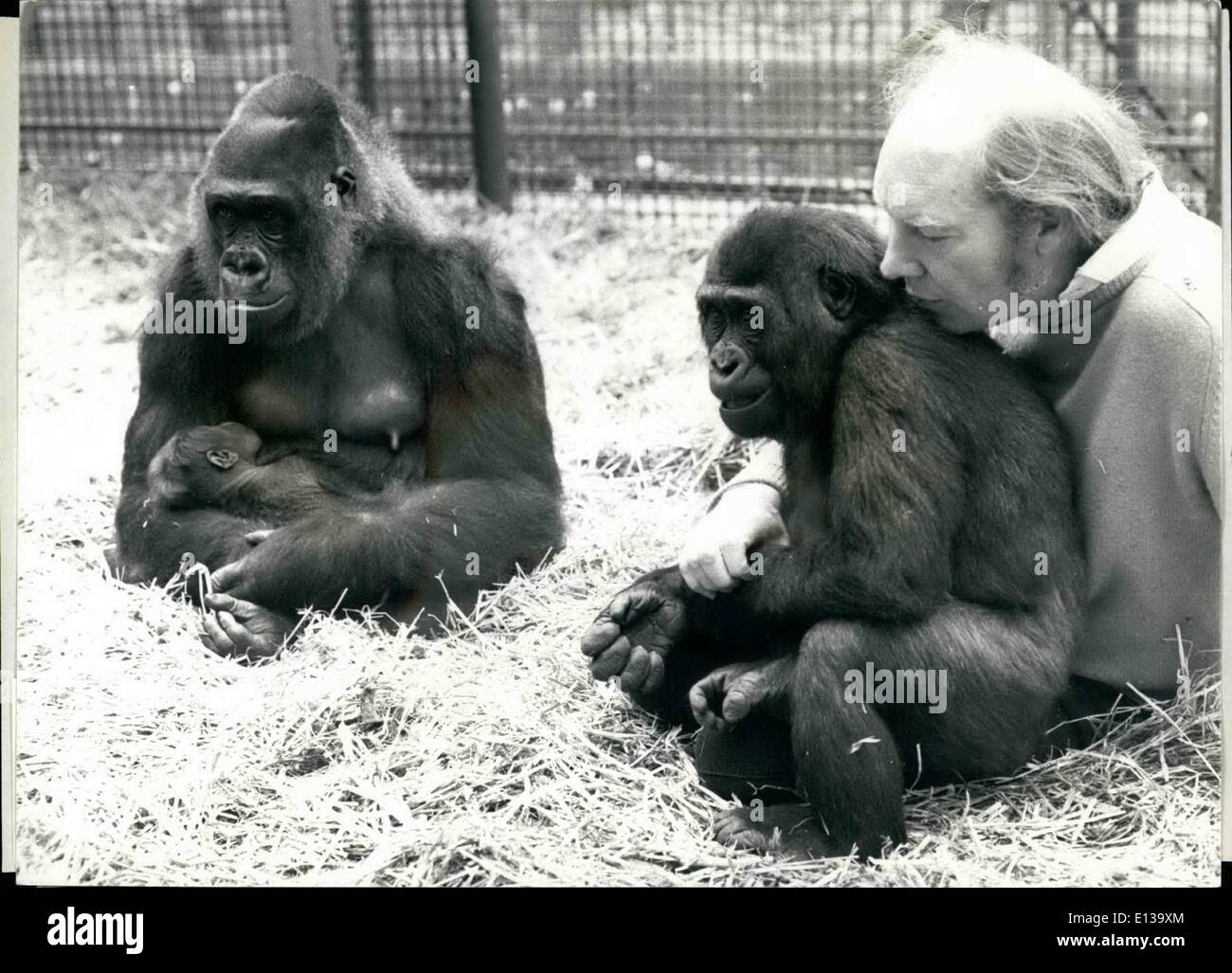 Febrero 29, 2012 - orgullosa mamá, Ju Ju espera a sus visitantes: Whitsum JU Ju el gorila está lleno de alegría, no sólo tiene un hermoso bebé de 7 semanas de edad, de sexo masculino, pero gorila desde Pentecostés suma sobre todo el verano, ella será capaz de mostrar el bebé Kijo al público. El bebé, nacido en cautividad se alimenta por breats HJu Ju, algo casi único en el estator cautivo y es de gran crédito a Zoo Proprietario John Aspinall Foto de stock