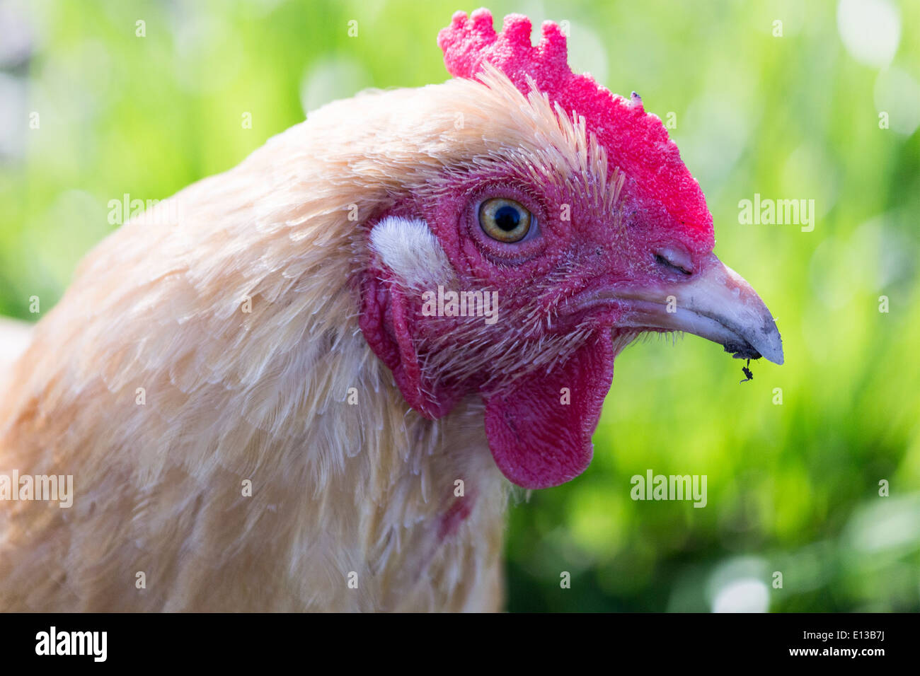 Lohmann Brown gallina ponedora Foto de stock