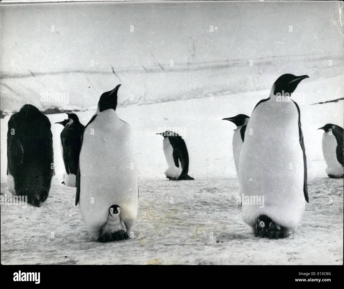 Calienta pies Pingu blanco/negro-27420 - España