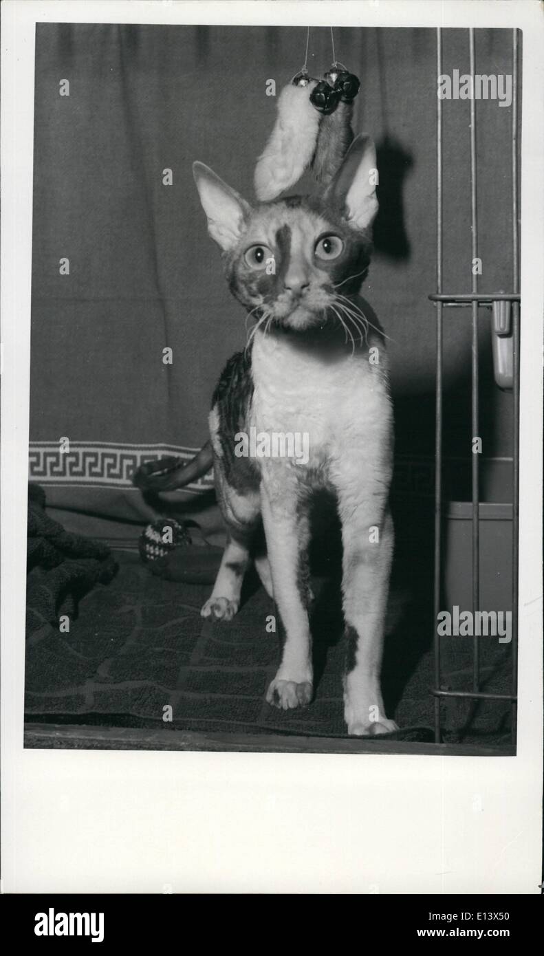 Marzo 27, 2012 - Rex Cat con el escudo como persa l a menudo adquiridos por las personas que son alérgicas a otros gatos. Foto de stock