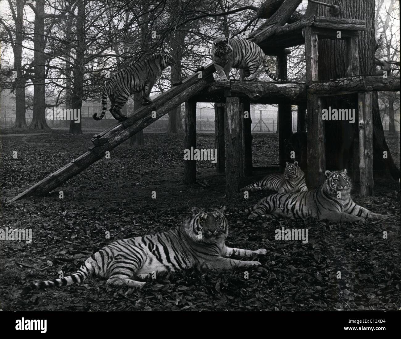Marzo 27, 2012 - como en casa: estos gatos grandes desde las selvas de Bengala son vistos como hacen lo mejor que pueden hacer los Tigres en Woburn Park se asemejan más a casa. Foto de stock