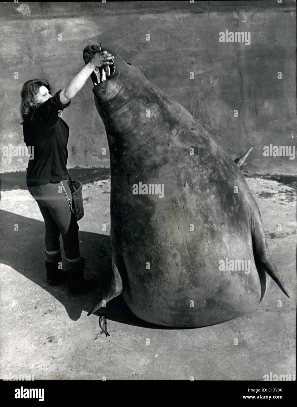Marzo 31, 2012 - Por la escotilla!. 18 años de edad Beth reed es poseedor de mamíferos en Cleethropes Zoo, Lincolnshire - y una de sus tareas es desconocida para alimentar a Magog, los 18 pies de largo, 2 tonelada Elephant Seal, con su ración diaria de pescado. Foto de stock