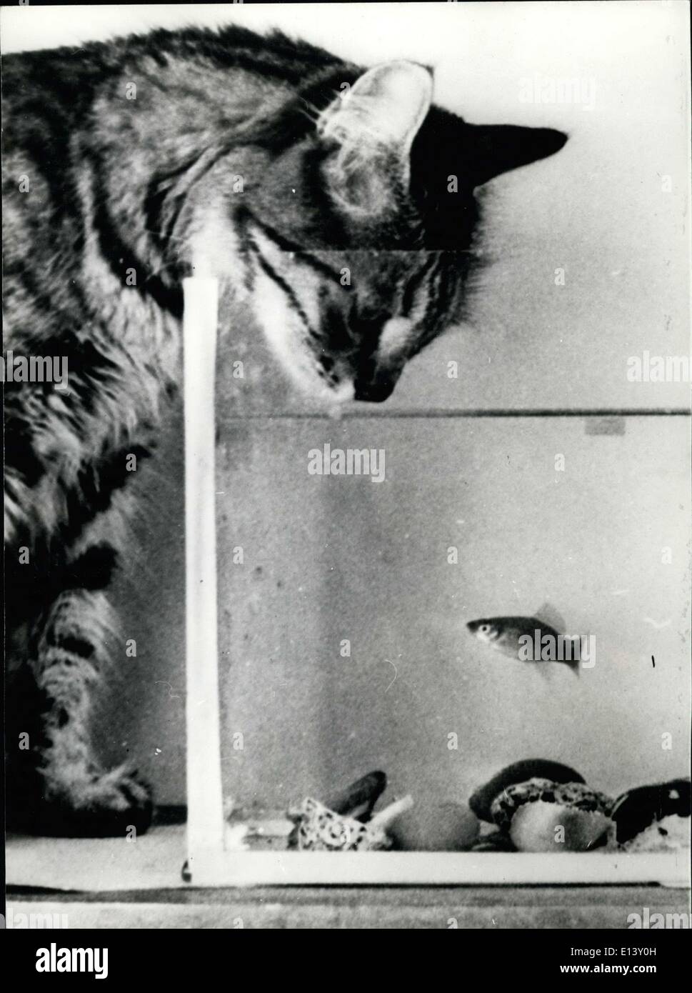 Marzo 31, 2012 - El gato y el pez de colores: atigrado intenta conforma su hind si vale la pena el riesgo de sus amantes ira, para pescar el pez mascota. Foto de stock