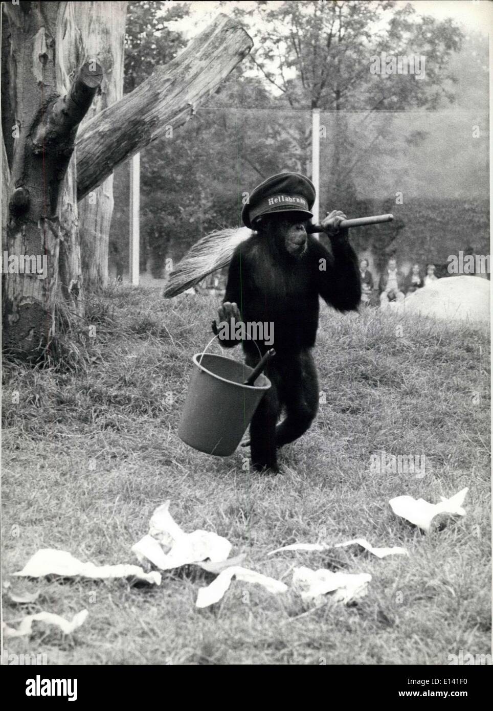 Marzo 31, 2012 - ¡Maldita sea!: Hace unos minutos he limpiado esta parte de mi reserva muy bien y ahora parece más confundido que antes. Oh, si yo pudiera atrapar estos responsables de la contaminación. No quiero ser el blockhead de ''Hellabrunn'' (el zoo de Munich) si estas condiciones no cambian, I'mal terminar y volver a la selva. Muestra Fotográfica ''Waldemar'', el joven chimpancé del zoológico de Munich. Foto de stock