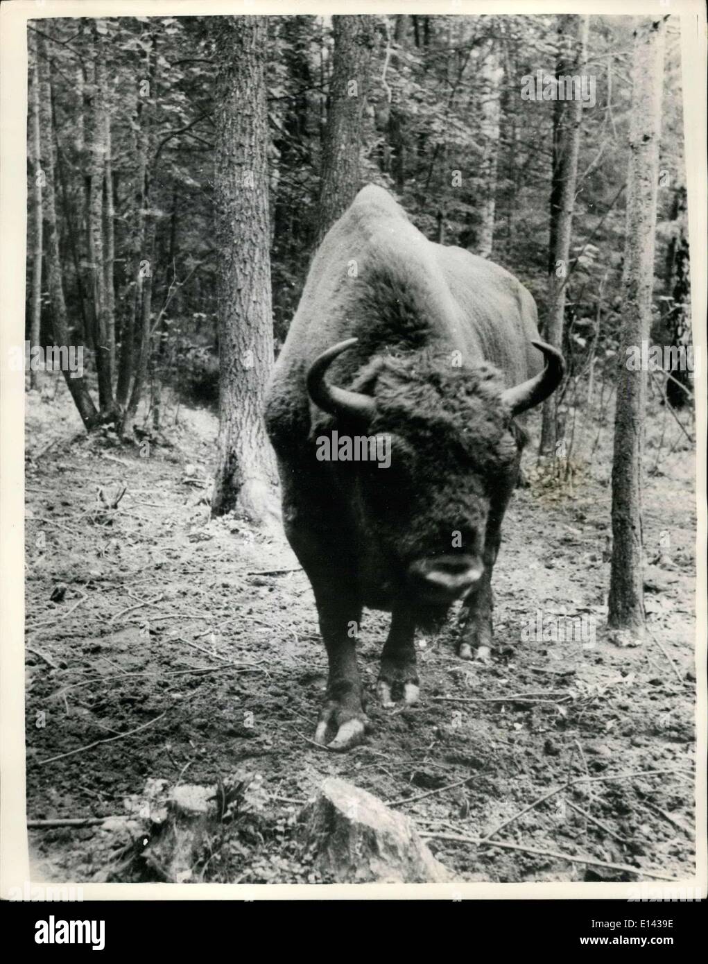 Marzo 31, 2012 - la restauración de la Unión Soviética los uros: en 1947 había un estimado de 92 uros en el mundo. Estos animales silvestres - bisonte europeo acostumbrado a vivir casi en todas partes en Europa, pero fueron exterminados o muerto. Los científicos soviéticos están ahora tomando medidas para preservar y restring esta casi extinta raza. Hay tres reservas en la URSS : en el norte del Cáucaso, en el bosque belovezhakaya en Bielorusia y no lejos de Moscú. Cada animal es vigilado cuidadosamente en las reservas, donde se crían Foto de stock