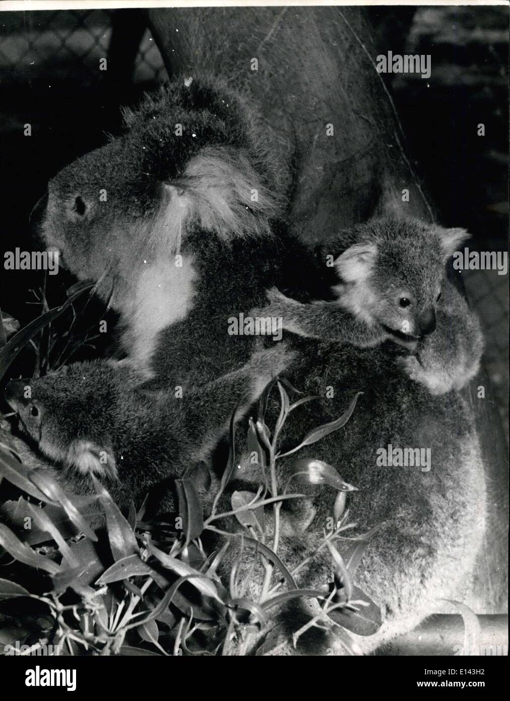 Marzo 31, 2012 - Rara gemelos, Koala en Australia: María, un niño de 8 años de edad Koala, visto mostrando su twin Koalas. Los gemelos, aún sin nombre, somos los primeros en haber nacido en la Reserva del Parque Nacional Yanchep, a unas 40 millas al norte de Perth y se considera una rareza en Australia. María, que también nació en Yanchep, ha tenido dos bebés Koala anterior. Los gemelos son 9 meses de edad y salió de su bolsa de la madre por primera vez la semana pasada. La reserva del Parque Nacional Yanchep superintendente Sr. John Dale dijo: ''uno era reacio a salir de su madre la bolsa Foto de stock