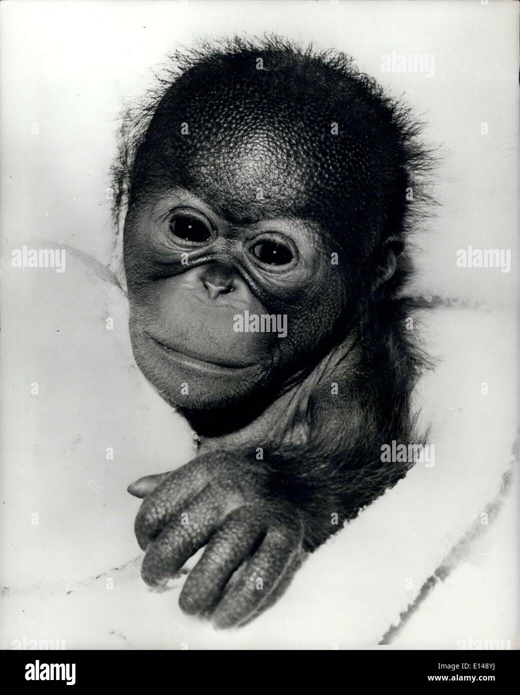 Abril 17, 2012 - abandonados por la madre. Tras una muy celebrado el nacimiento de un 31b. 80z. Bornean orangután, guardianes y funcionarios en el zoológico de San Diego han sido lanzados a las profundidades de la dis-par emocional. ''Chico'', sus apreciadas recién llegado ha sido rechazado por su madre. A pesar de todos los esfuerzos realizados por los funcionarios, el primado de la madre indica que ella no quiere su trasero fuera de la primavera. Pero no todo está perdido. El ''niño'' ha sido colocado en un vivero y criados por manos humanas. Los últimos informes revelan que el chico está haciendo un buen ajuste y visto por última vez cuando estaba teniendo un buen tiempo sólo haciendo el mono. Foto de stock